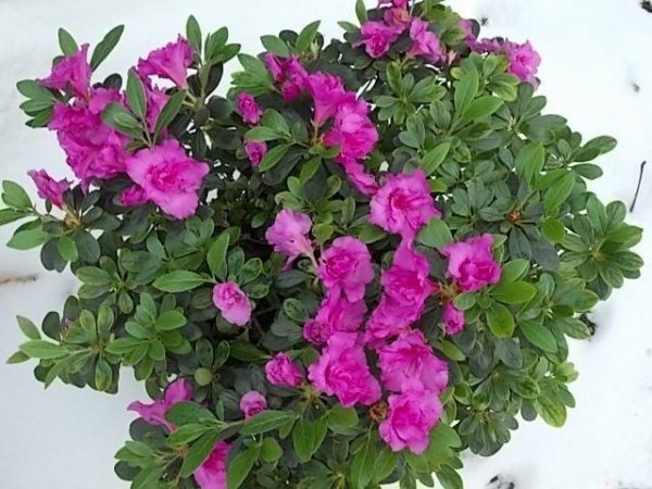 azálea_csernobili Piroska