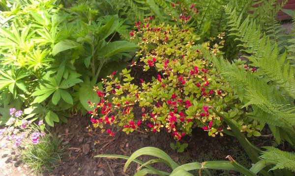 azélea_Balogh Dezsőné