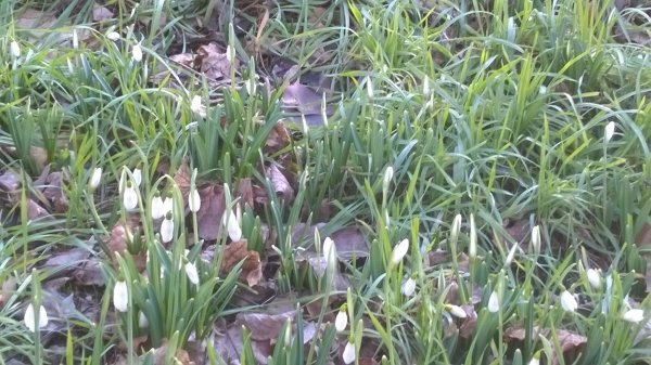 hóvirág_Benkóczi1