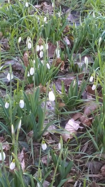 hóvirág_Benkóczi2