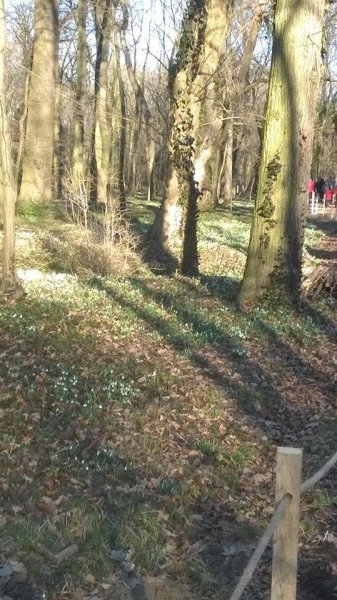 hóvirág_Benkóczi3