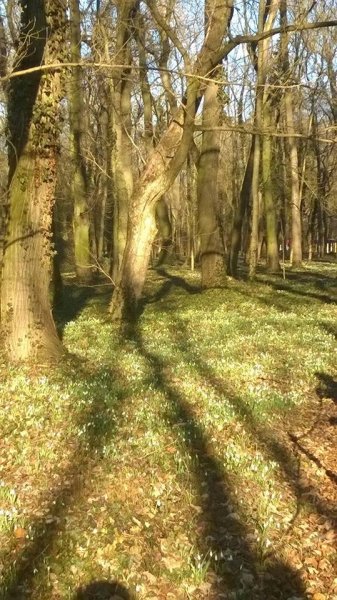 hóvirág_Benkóczi4