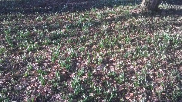 hóvirág_Benkóczi5