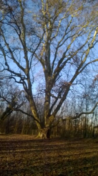 hóvirág_Benkóczi7