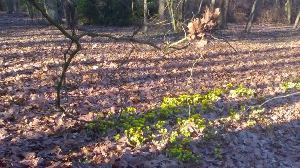 hóvirág_Benkóczi8