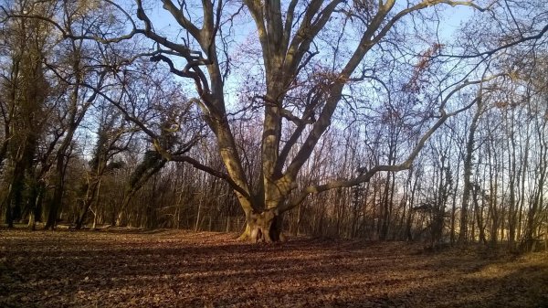 hóvirág_Benkóczi9