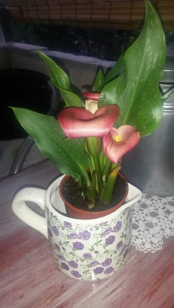 kála_Nógrádi Ágota