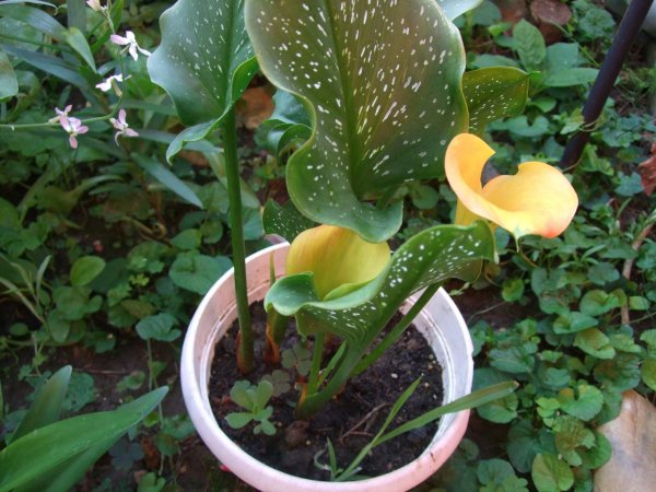 kála_Schneider Éva