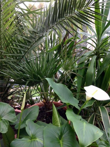 kála_Ács-Dósa Mónika