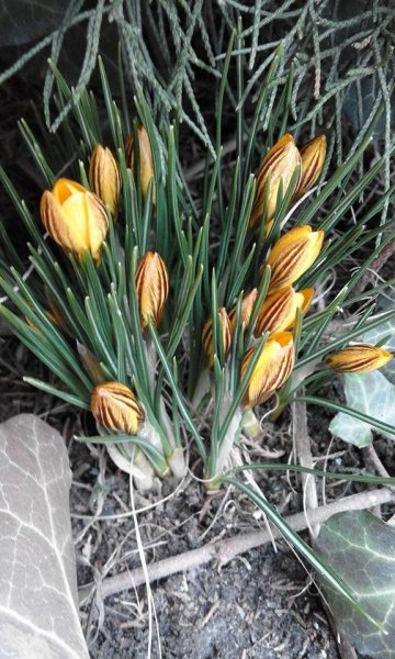 tavasz_Héjja Béláné Kecskeméti Magdolna