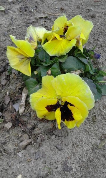 tavasz_Héjja Béláné Kecskeméti Magdolna1