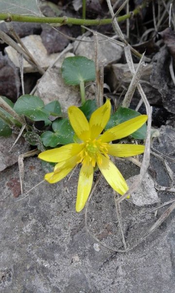 tavasz_Héjja Béláné Kecskeméti Magdolna2