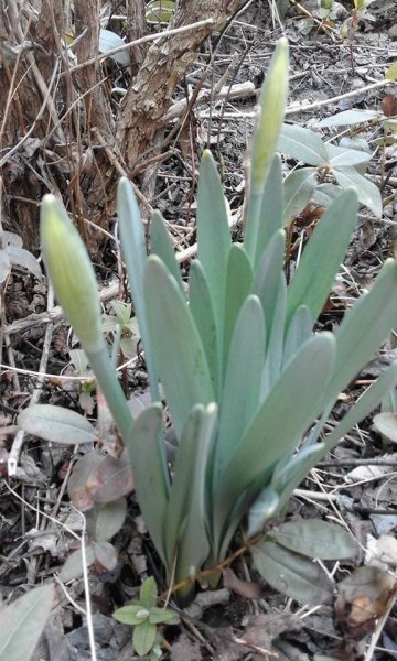 tavasz_Héjja Béláné Kecskeméti Magdolna3