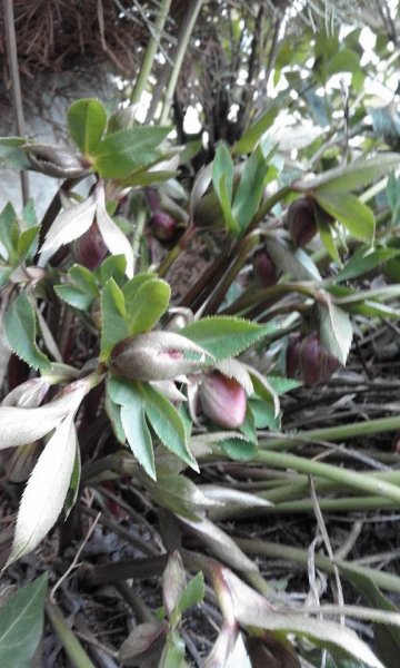 tavasz_Héjja Béláné Kecskeméti Magdolna4