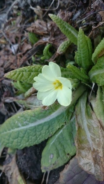 tavasz_Magyar Szöszi Attila