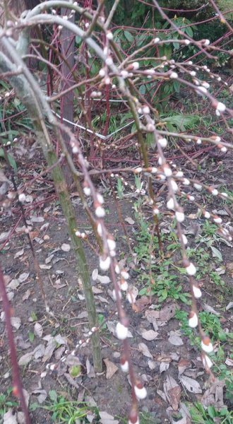 tavasz_Mácsár Margit