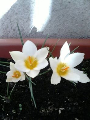 tavasz_Rusz Henriett