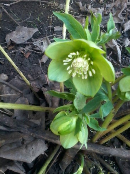 tavasz_Tódi Szabó Erzsébet