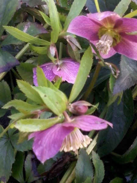 tavasz_Tódi Szabó Erzsébet1