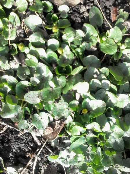 tavasz_Tódi Szabó Erzsébet2