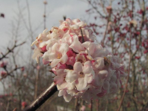 tavasz_géczi Erzsi1