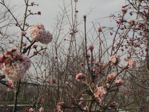 tavasz_géczi Erzsi2