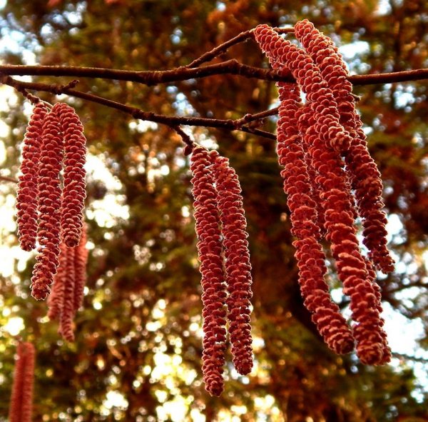 tavasz_horváth István