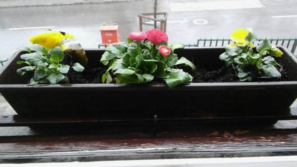 tavasz_micsey Andrea