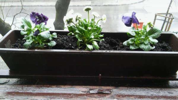 tavasz_micsey Andrea1