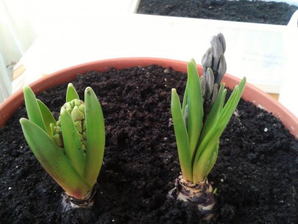 tavasz_viczai Károlyné