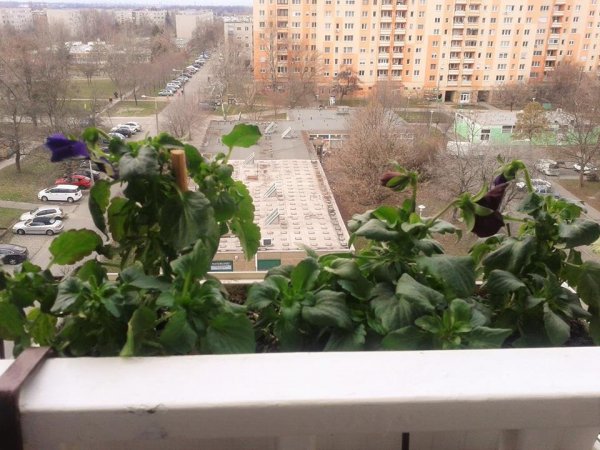 tavasz_viczai Károlyné1