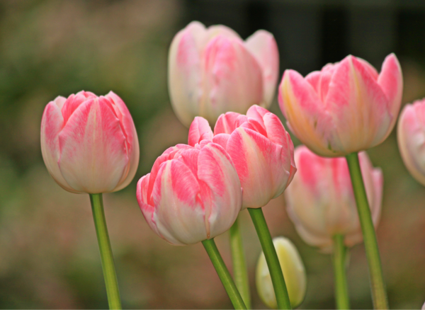 tulips-1134101_1920