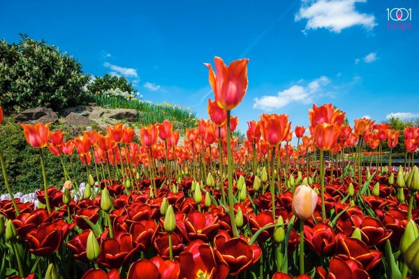 10339435_1062735647087060_8486713744842911667_o