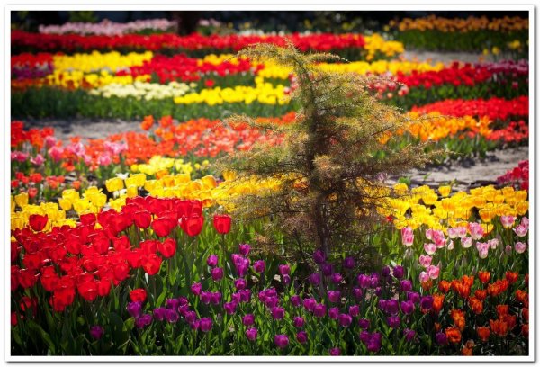 468280_439279046099393_1501629346_o