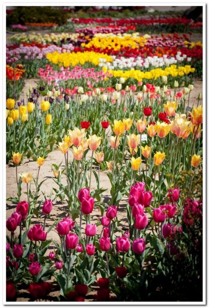 524476_439278329432798_1392826314_n