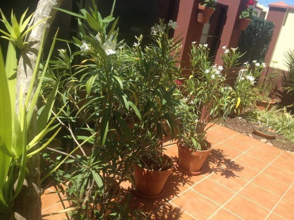 Sevilla_Balangóné Varga Gyöngyi