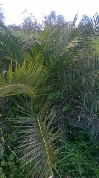 Sevilla_Balangóné Varga Gyöngyi12