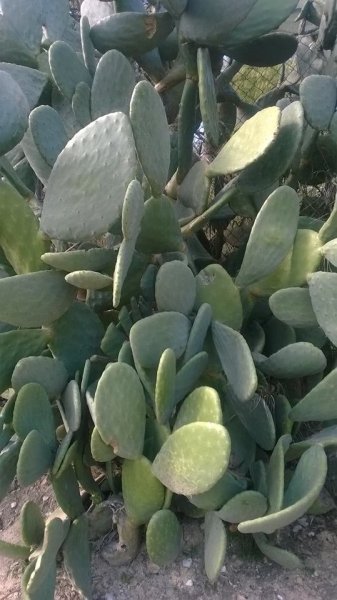 Sevilla_Balangóné Varga Gyöngyi13