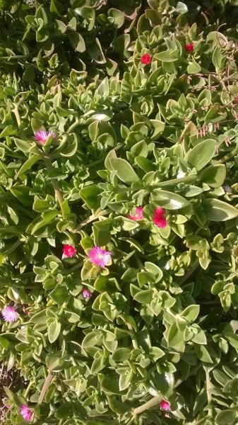 Sevilla_Balangóné Varga Gyöngyi14