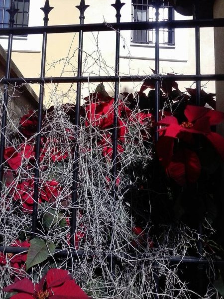 Sevilla_Balangóné Varga Gyöngyi15