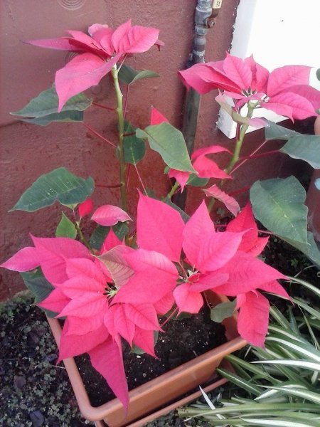 Sevilla_Balangóné Varga Gyöngyi16