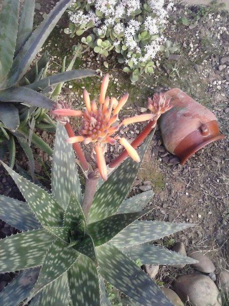 Sevilla_Balangóné Varga Gyöngyi2