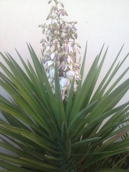 Sevilla_Balangóné Varga Gyöngyi4