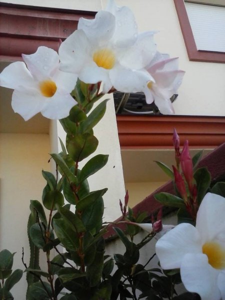 Sevilla_Balangóné Varga Gyöngyi5