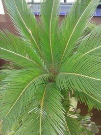 Sevilla_Balangóné Varga Gyöngyi6