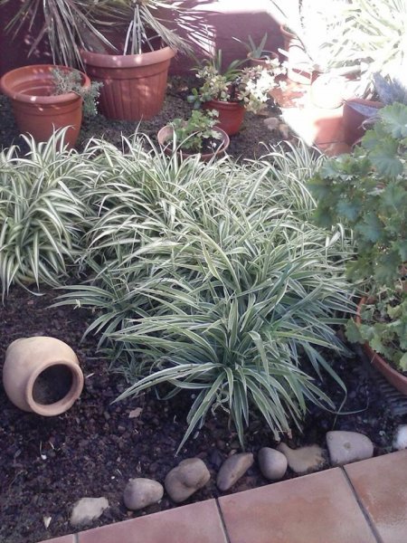 Sevilla_Balangóné Varga Gyöngyi7