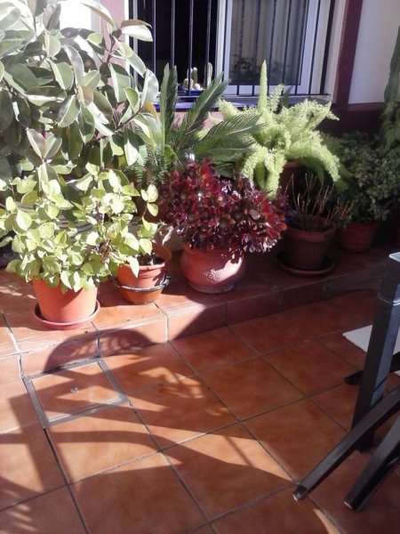 Sevilla_Balangóné Varga Gyöngyi8