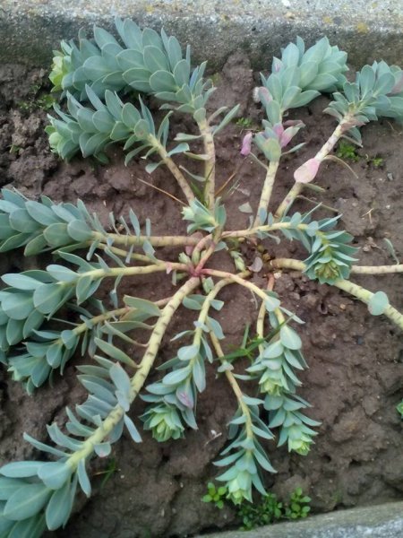 Tavasz16_Alaska Ágota1