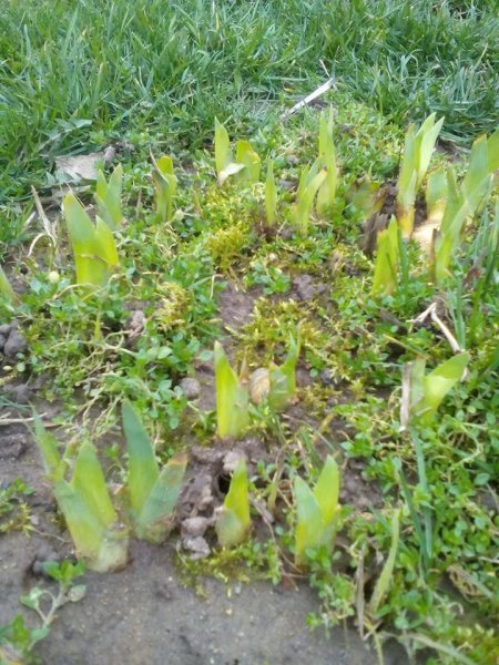 Tavasz16_Alaska Ágota2