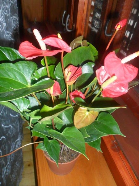 flamingó_Barna Zsuzsanna